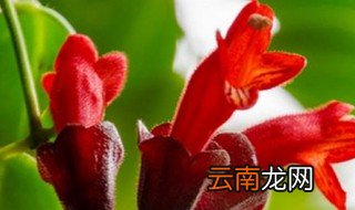 口红花有多少品种 常见的口红花有多少品种