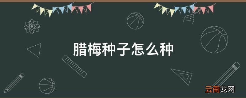 腊梅种子怎么种