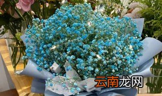 满天星花种子长什么样 满天星花怎么种才长得好