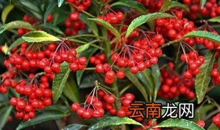 南天竹果实能吃吗 南天竹果实可不可以吃