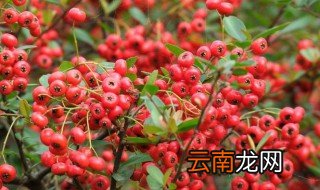 火棘的花语是什么 火棘的花语介绍