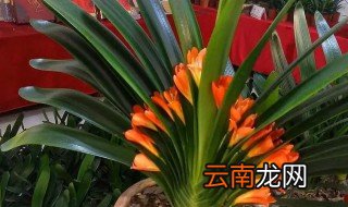 君子兰要怎么种才不会烂根 君子兰怎样不烂根