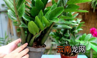 为什么金钱树不能随便送人 金钱树不能随便送人原因