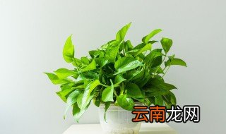 家里养绿萝的禁忌和风水作用 家里养绿萝风水好不好
