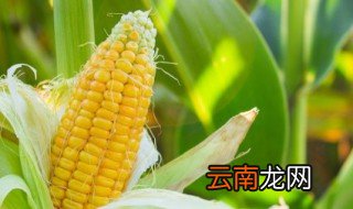 电磁炉蒸玉米要蒸多久,电磁炉蒸玉米要蒸多久能熟