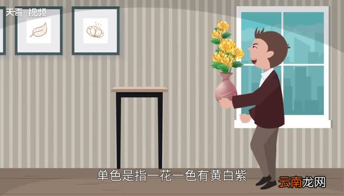 菊花的颜色 菊花有哪些颜色