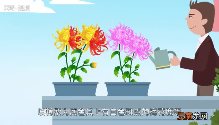 菊花的颜色 菊花有哪些颜色