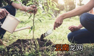 雪梨是怎么生长的 雪梨怎么种才结果