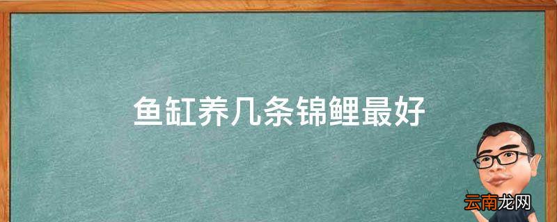 鱼缸养几条锦鲤最好