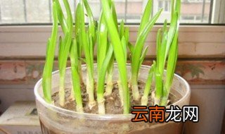 蒜苗怎么种才爆棚，蒜苗能种出蒜吗