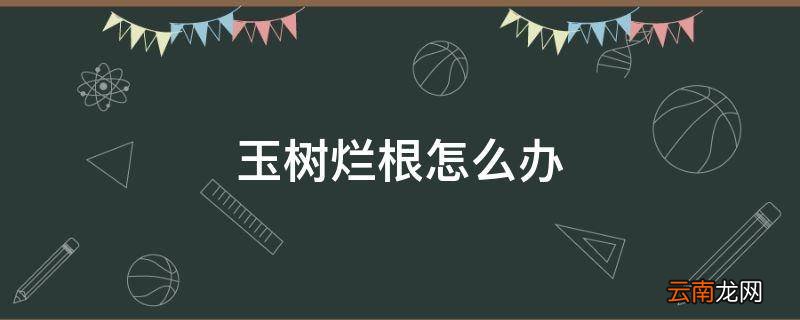 玉树烂根怎么办