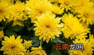 菊花怎么种开花才大，菊花应该怎么养花才开得多