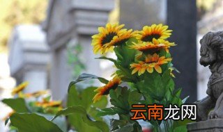 向日葵怎么才可以种出来，向日葵可以种在哪里