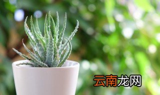 怎么种芦荟才种的好 芦荟怎样才能种好