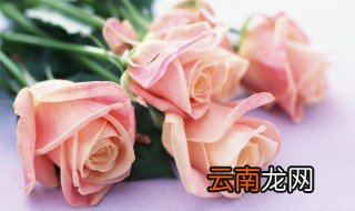 粉玫瑰不能随便送人的原因是什么 粉玫瑰不能随便送人的原因