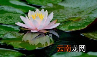 怎样养好睡莲 种睡莲怎么才养得好