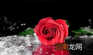 为什么红玫瑰不能随便送人 为什么红玫瑰不可以随便送人
