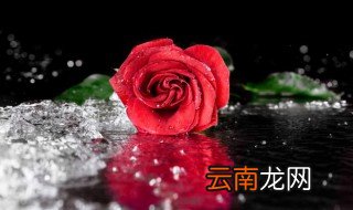 剪掉的玫瑰花枝怎么种才活,剪的玫瑰花枝怎样能成活
