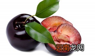 种李子怎么才高产呢 李子树怎么栽种