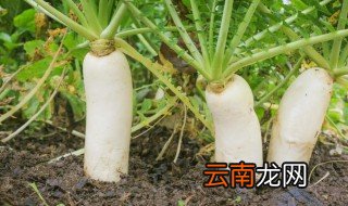 白萝卜怎么种才不会有黑点，白萝卜外表有黑点还能吃吗