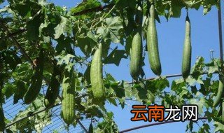 丝瓜怎么种才长得快，丝瓜快速生长
