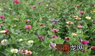 百日草能过冬吗 百日草冬天养护方法介绍