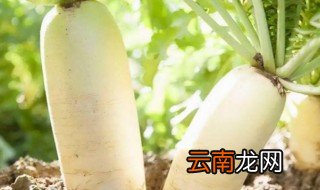 萝卜怎么种不空心 萝卜怎么种才不糖心