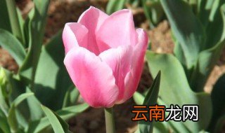 粉色郁金香花语是什么 粉色郁金香什么意思呢