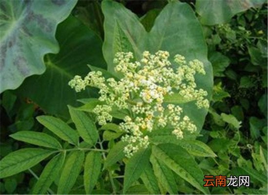 陆英的临床应用以及保健作用