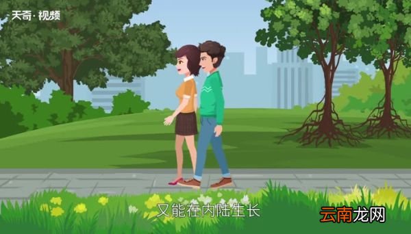 红树植物对高盐的潮间带环境具有特殊的什么 潮间带什么意思