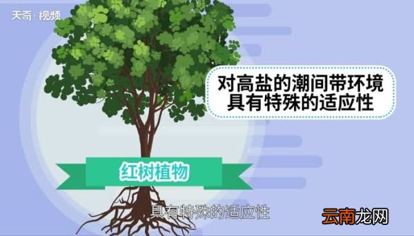 红树植物对高盐的潮间带环境具有特殊的什么 潮间带什么意思
