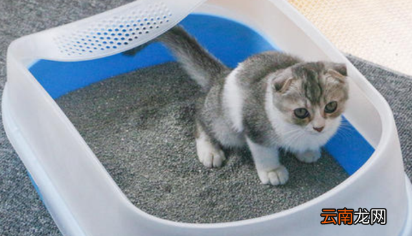 普通沙子如何变成猫砂，怎么做猫砂盆里的东西