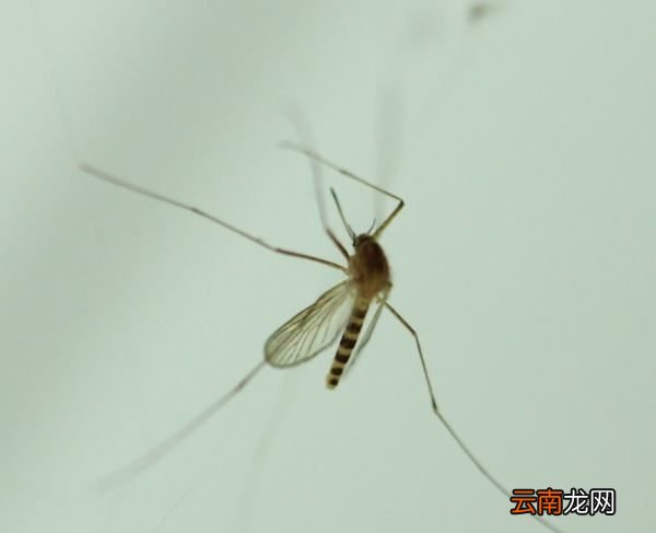 如何找到家里的蚊子，怎么找到家里的蚊子窝