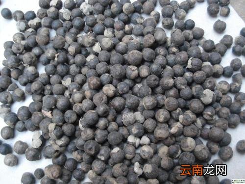 蔓荆子可以用于哪些疾病的治疗