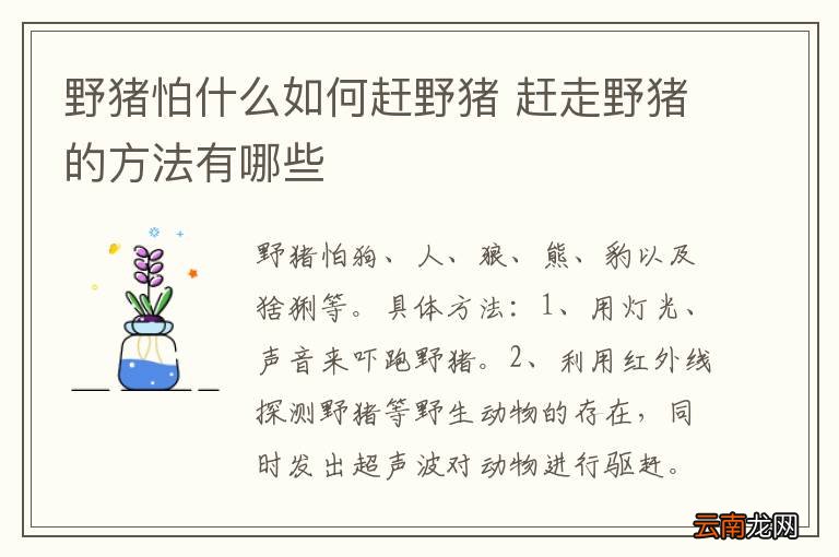 野猪怕什么如何赶野猪 赶走野猪的方法有哪些