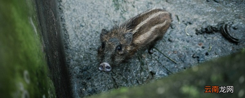 野猪怕什么如何赶野猪 赶走野猪的方法有哪些
