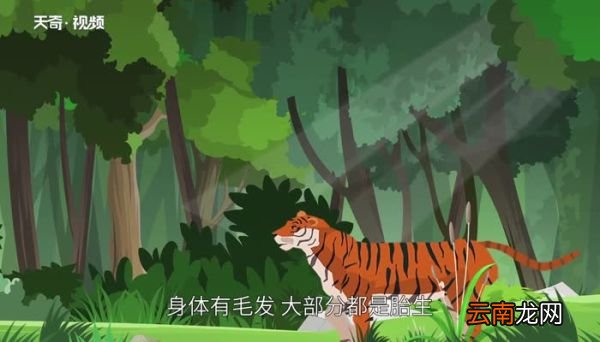 什么是哺乳动物哺乳动物的意思