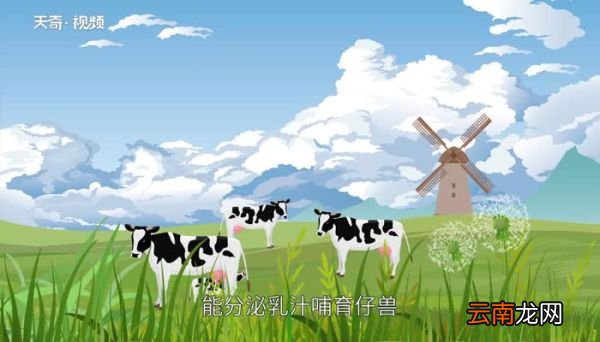 什么是哺乳动物哺乳动物的意思