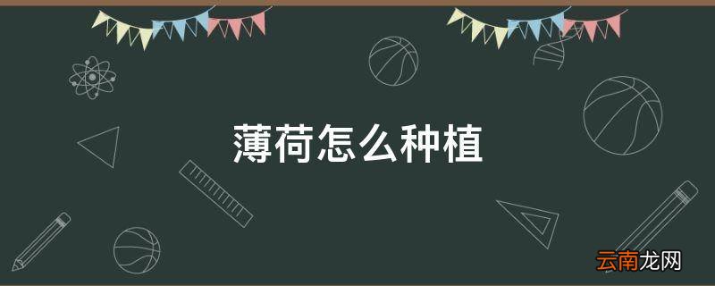 薄荷怎么种植