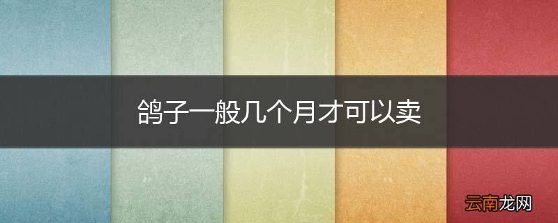 鸽子一般几个月才可以卖