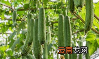丝瓜怎么种才直 丝瓜怎样生长