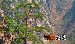 黄皮果怎么种才高产 黄皮果种什么品种好