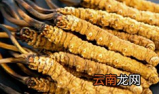 鲜虫草怎样保存效果最佳 鲜虫草如何保存