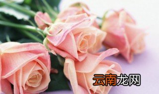鲜花玫瑰花怎么养才不会枯萎 怎么种玫瑰花才不枯萎