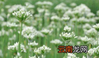 韭菜花怎么种才脆，韭菜怎么做才脆