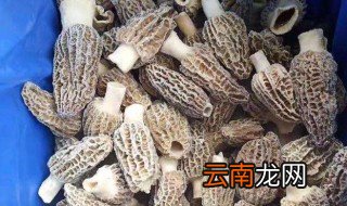 羊肚菌冷藏还是冷冻 羊肚菌冷藏好还是冷冻好