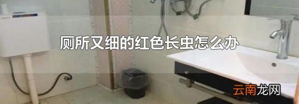厕所又细的红色长虫怎么办