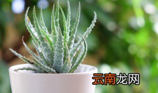 芦荟要怎么种才不散开 芦荟散开生长