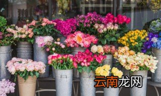 太阳花种子怎么种才长得快 太阳花什么时候长种子