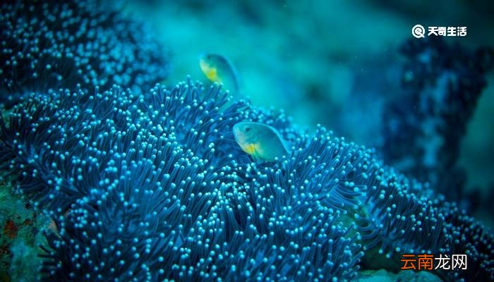 珊瑚是不是生物 珊瑚是生物吗